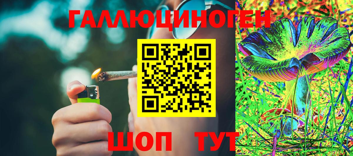 Галлюциногенные грибы Psilocybine cubensis Новокузнецк